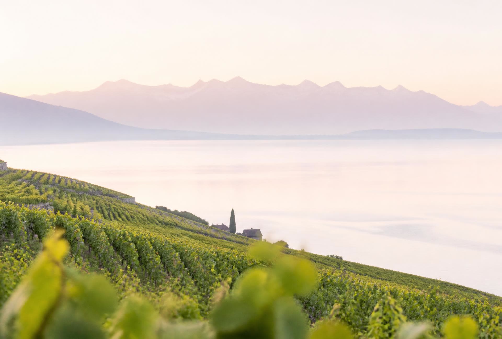 Terrasses de vignes du Lavaux au-dessus du lac Léman à l'aube, Alpes rosées à l'horizon