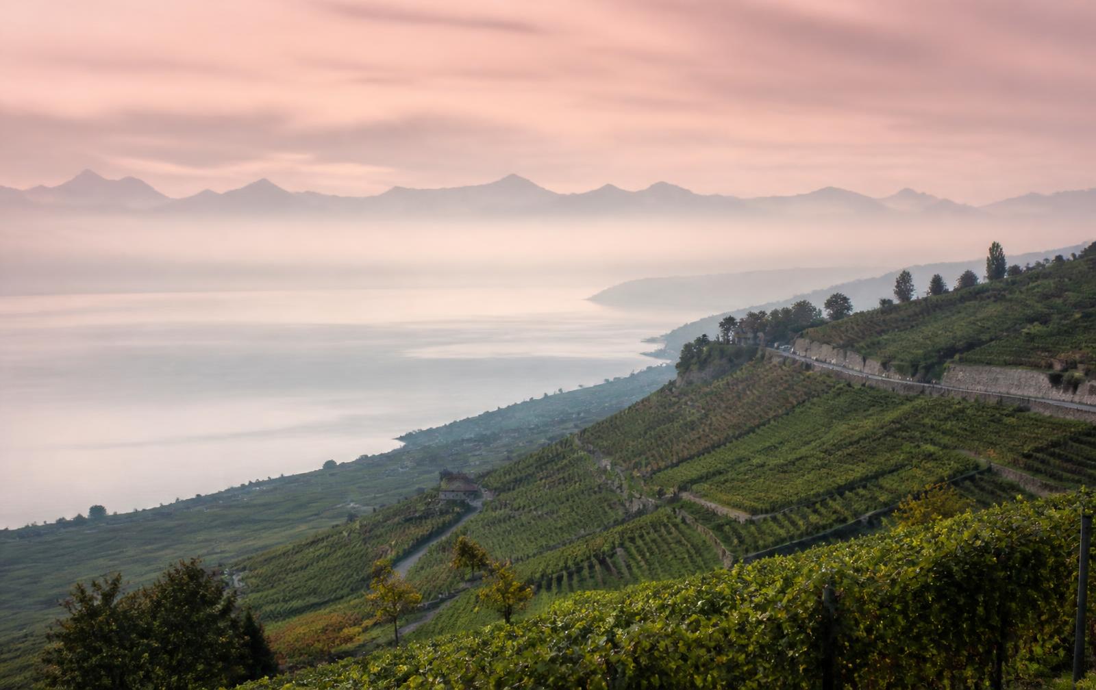 Collines verdoyantes et vignobles du Lavaux au-dessus du lac Léman, silhouettes alpines